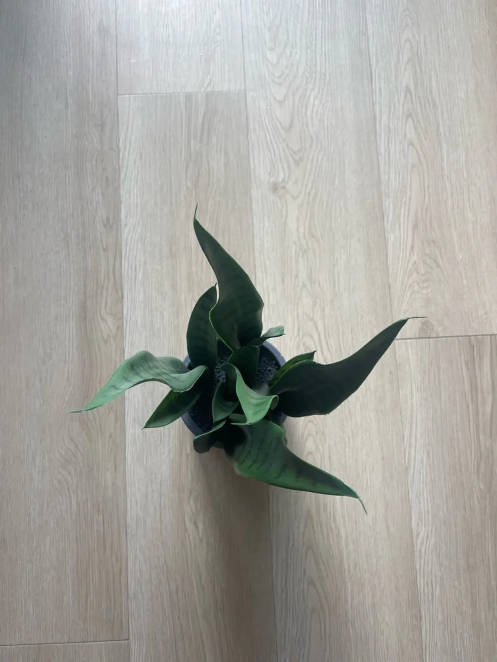Artificial Snake Plant Potted